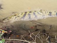 Verrückt nach Meer – Krokodil im St. Lucia See, dem größten Wasserschutzgebiet Südafrikas.