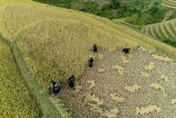 Unsere Kontinente – Die ganze Familie hilft bei der Ernte auf den Reisterrassen.