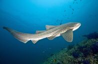 Expeditionen: Helden der Evolution – Schwimmender Leopardenhai.