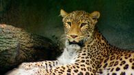 Wilder Wilder Westen – Leopardenkater Jarome aus dem Allwetterzoo Münster.