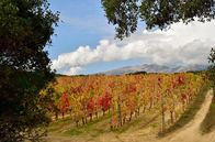 Zu Tisch ... – Herbststimmung in der Gallura (nördl. Sardinien): Der Wein ist geerntet, der Winter kann kommen.