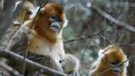Chinas wildes Tierreich – Eines der weiblichen Mitglieder der neuen Grey's Familie. (ZED/Jacky Poon)