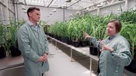 WeltWeit – ORF Korrespondent Johannes Perterer zu Besuch bei Professorin Hilde Nelissen in einem Gewächshaus des Zentrum für Pflanzensystembiologie an der Universität Gent.