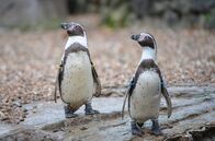 Zoo und so - Tierisch wild! – Für die jungen Pinguine ist es an der Zeit, mit den Erwachsenen mitzuschwimmen.