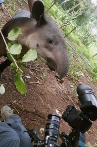 GEO Reportage – Ein letztes Mal vor der Kamera: Dieses Tapirweibchen steht kurz vor der Auswilderung.