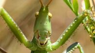 Einstein – Einstein Insektensterben in der Schweiz: Sind sie wirklich so bedroht? Seltene riesen Sägeschrecke Copyright: SRF