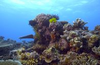 Die Rettung der Korallen – Korallenriff in Australien