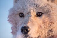 Ein perfekter Planet – Nur wenige Tiere können in der eisigen Polarnacht überdauern und monatelang ohne Sonnenlicht auskommen. Die arktischen Wölfe gehören zu diesen Überlebenskünstlern.