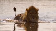 Heimkehr der Löwen – Selinda Reserve, Botswana - Männlicher Löwe beim Schwimmen.