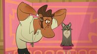 Taffy – Firts fro mthe right: Taffy the racoon