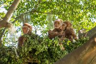 Terra X: Die ersten Menschen – Wie die heute lebenden Schimpansen könnte der Pierolapithecus bereits Schlafnester gebaut haben.