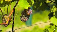 Wanderparadies Wienerwald – Wanderparadies Wienerwald (2021)