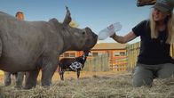 Wildlife Crime - Milliardengeschäft Tierhandel – Jamie Joseph ist eine Tierschutzaktivistin und hat die Organisation "Saving the Wild" zum Schutz von Nashörnern gegründet.