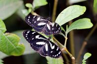 Naturparadiese mit Zukunft – Schmetterlinge und andere Insekten sind in Nebelwäldern so artenreich wie keine andere Tiergruppe.