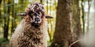 Sheep – Schaf Joleen
