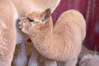 Der unglaubliche Dr. Pol – Ein Baby-Alpaka steht neben einem erwachsenen Alpaka (National Geographic for Disney/Grace Sabwira)
