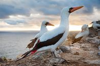 Ein perfekter Planet – Vulkane stellen Tiere immer wieder vor neue Herausforderungen und erschaffen so neue Arten. Die jüngste Spezies, die auf einer Vulkaninsel entstanden ist, hat den Namen Vampirfink erhalten. Weil die Ressourcen auf Wolf Island, einer vergleichsweise jungen Insel des Galapagos Archipels, so spärlich waren, stellte der Fink seine Nahrung um und wurde zum Bluttrinker.