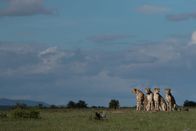 Clans der Raubtiere – Eine Gruppe von Gepardenmännchen, die sich zu einer Koalition namens Muskateers zusammengeschlossen haben, beherrscht den nordöstlichen Teil des Maasai Mara National Reserve. (Wild Earth TV/Scott Dyson)