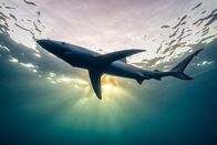 Terra X: Faszination Wasser – Blauhaie gehören zu den häufigsten und bekanntesten Haiarten im Mittelmeer, doch auch sie gelten als überfischt. Häufig landen sie als Beifang an den Haken und in den Netzen der Fischer.
