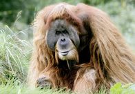 Elefant, Tiger & Co. – Orang Utan.