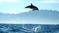 Wildes Neuseeland – Schwarzdelfine kommunizieren nicht nur über ihr Sonar und verschiedene Click-Laute miteinander. Auch mit ihren Sprüngen und der Art, wie sie ins Wasser tauchen, geben sie sich gegenseitig Signale.
