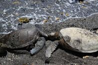 Wildes Hawaii – Standort: in der Nähe der Puako Bay, Big Island, Hawaii: Zwei Grüne Meeresschildkröten sonnen sich Auge in Auge im schwarzen Sand von Hawaiis Big Island.