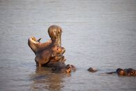 Invasion der Haie – Ein Flusspferd (Hippopotamus amphibius) taucht aus dem Wasser der St. Lucia-Mündung in Südafrika auf. (National Geographic/Tim van Vuuren)