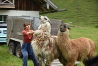 Frühling – Schwerstarbeit: Tierärztin Filippa (Cristina do Rego) versucht, zwei zurückgelassene Lamas in einen Stall zu bugsieren.