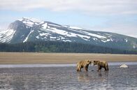 Kielings wilde Welt – Amerikanische Küstenbraunbären sind Gourmets. Nicht nur Lachs steht für sie in Alaska auf dem Speiseplan, auch im Watt vergrabene Muscheln spüren sie mit ihren feinen Nasen auf.