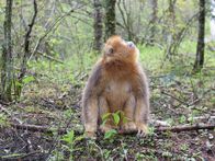 Chinas wilde Königreiche – SHENNONGJIA NATIONAL NATURE RESERVE, CHINA - Adult female sits and looks up.