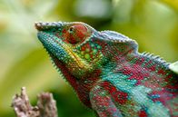 Madagaskar oder der große Karneval der Chamäleons – Behelmt, gehörnt, filigran oder kolossal – Chamäleons gibt es in allen möglichen Farben, Größen und Erscheinungsformen.
