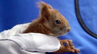 Die Tierärzte - Retter mit Herz – Ein Wildpatient auf dem OP-Tisch: Eichhörnchen Bagle hat einen Abszess am Hals, der entfernt werden soll.