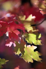 Yellowstone – Yellowstone im Herbst.