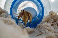Wilde Trauminseln – Am Strand herumliegende Plastikflaschen sind für viele Einsiedlerkrebse eine tödliche Falle.