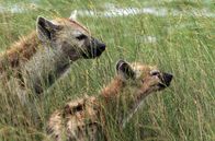 Wilde Dynastien – Königin Suma und ihr verletztes Jungtier Shay