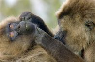 Die Sprache der Tiere – Tiere kommunizieren, um zu überleben, um sich zu paaren oder einfach, um anderen mitzuteilen, wie es ihnen geht.