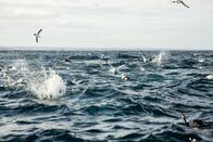 Hai vs. Wal – Oberflächenwirkung von Kap-Tölpeln und gemeinen Delfinen auf einem Köderball während des jährlichen Sardinenlaufs.