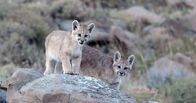 Die Fährte der Pumas – Torres Del Paine, Chile - Puma-Kätzchen auf den Felsen sind neugierig auf die Kamera.