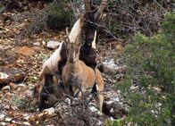 Netz Natur – NETZ NATUR Dem Teufel vom Karren gesprungen Sanftes Vorspiel: Wie man ein Weibchen für sich gewinnt, zeigt uns diese Bezoarziege, eine Wildziege aus der Türkei.