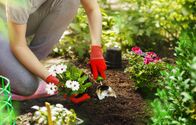 infos & tipps – Gärtnerin pflanzt morgens Blumen im Garten.