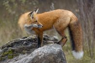 Quarks – Ein junger roter Fuchs mit buschigem Schwanz, der im Herbst in Ottawa, Ontario, Kanada auf einem Felsen steht