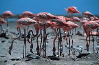 Tierisch abgefahren – Flamingos