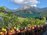 Mei liabste Weis – Über 280 verschiedene Zitrusarten wachsen hier am Faaker See.
