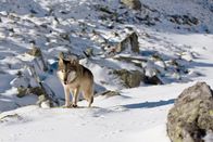 Die Odyssee der einsamen Wölfe – Bis heute ist es für die Wissenschaft ein Rätsel, warum immer wieder einzelne Wölfe plötzlich ihre Rudel verlassen und zu Wanderungen über mehr als tausend Kilometer aufbrechen.