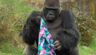 Panda, Gorilla & Co. – Gorilla Ivo im Zoo Berlin hat ein Dufttuch bekommen.