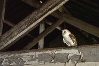 Zombies der Tierwelt – Schleiereule
