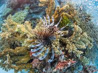 Lebensraum Riff – Great Barrier Reef; Feuerfisch