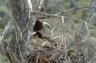Yellowstone - Park der Extreme – Ein Weißkopfseeadler versorgt seinen Nachwuchs mit Nahrung.