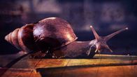 Wunder der Wissenschaft – Afrikanische Riesenschnecke.