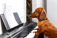111 – Funny dog playing the piano